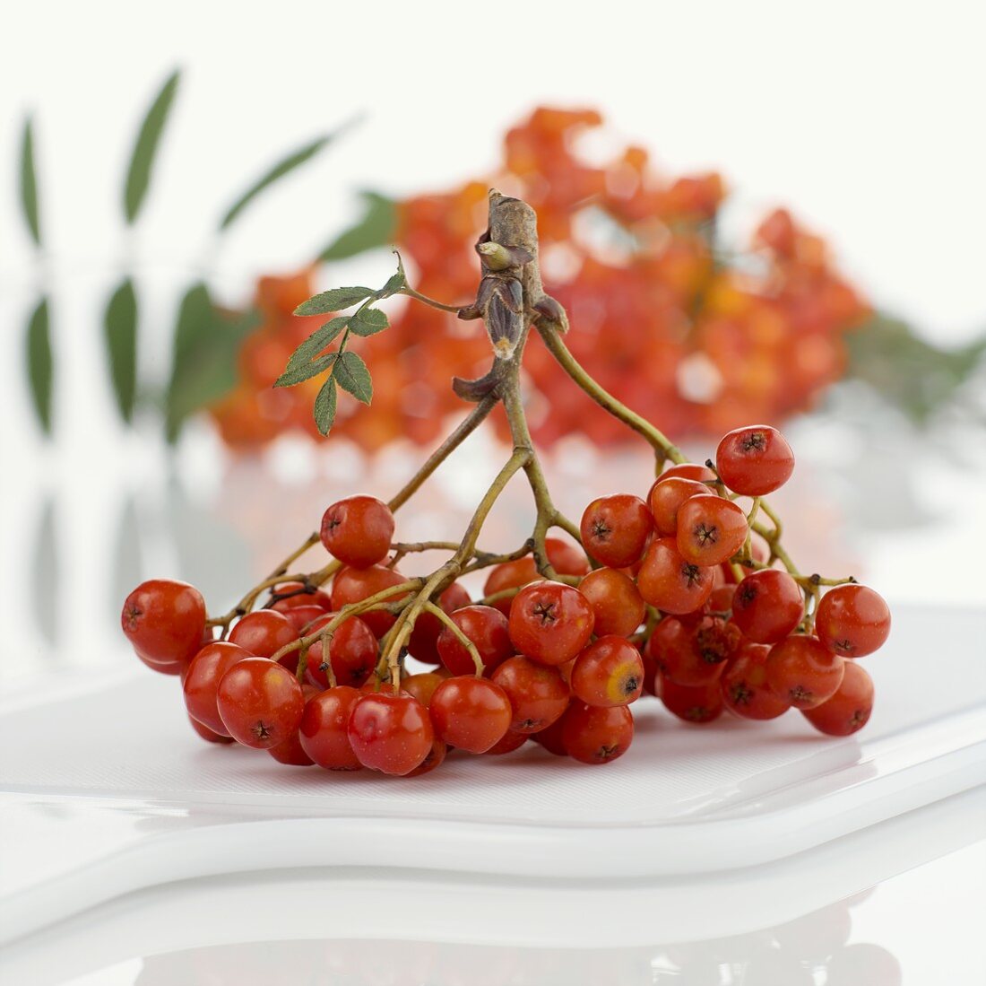 A bunch of rowan berries