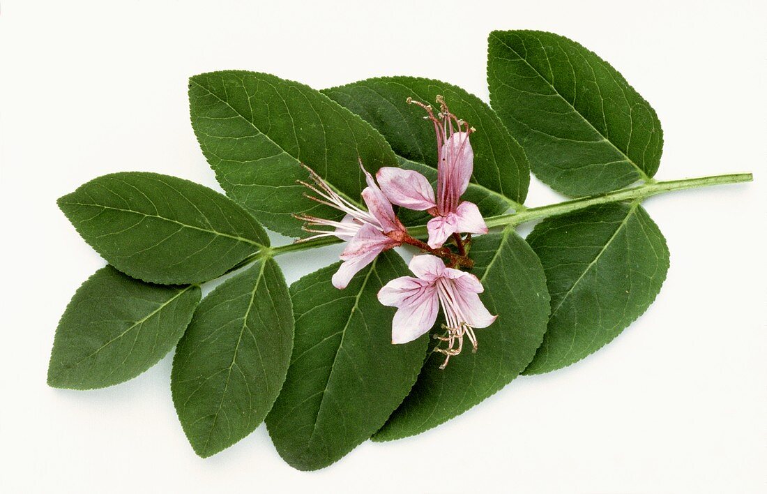 Burning bush, flower and leaves