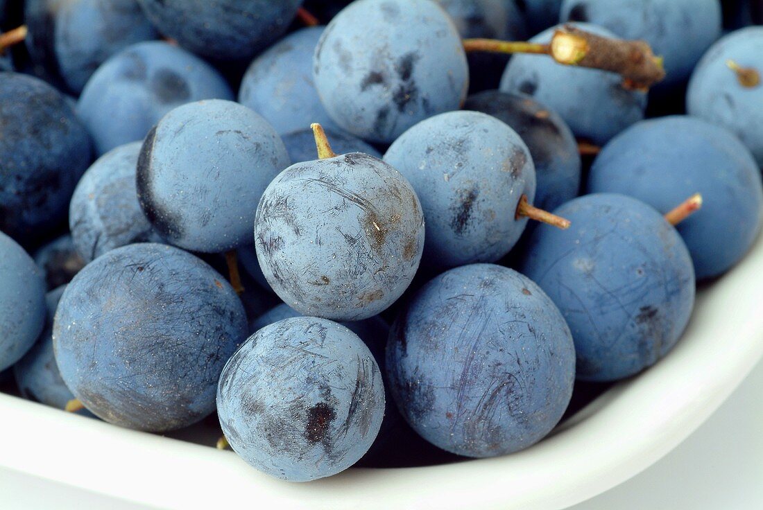 Schlehdornfrüchte (Beeren)