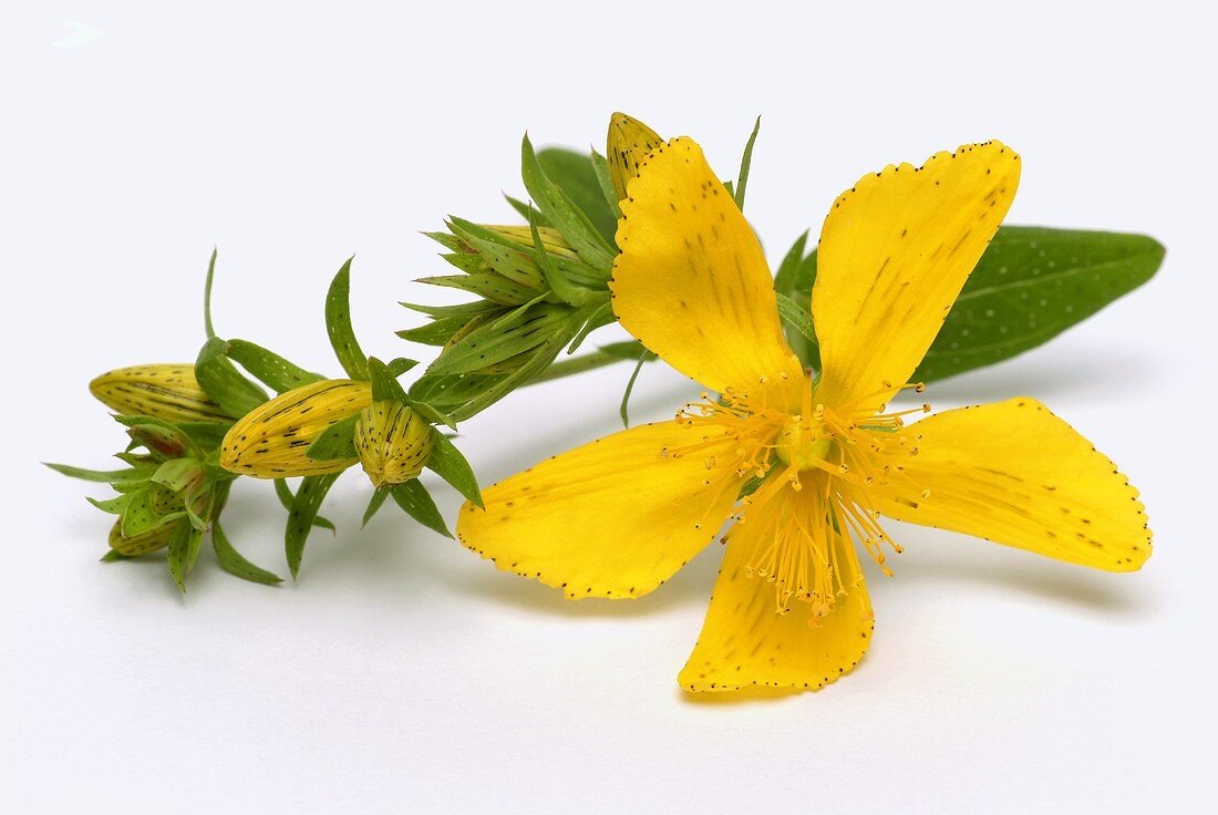 A St. John's wort flower