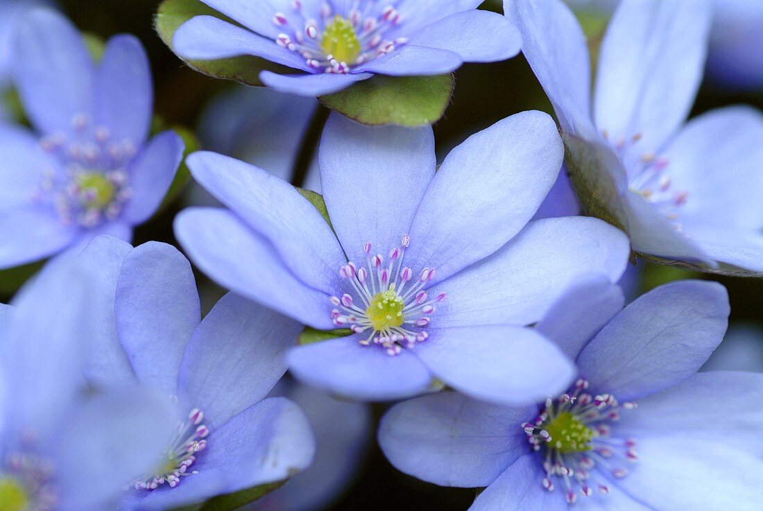 Hepatica nobilis (remedy for liver disorders)