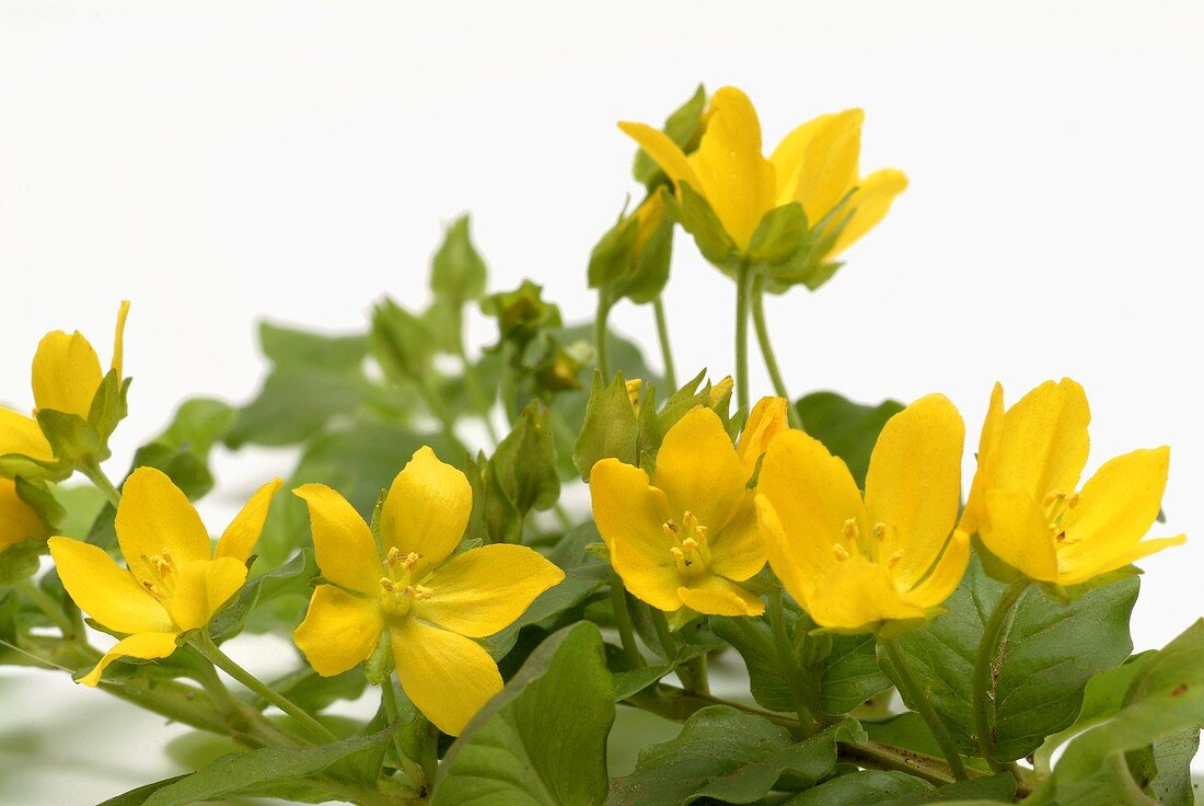 Pfennigkrautstengel mit Blüten und Blättern