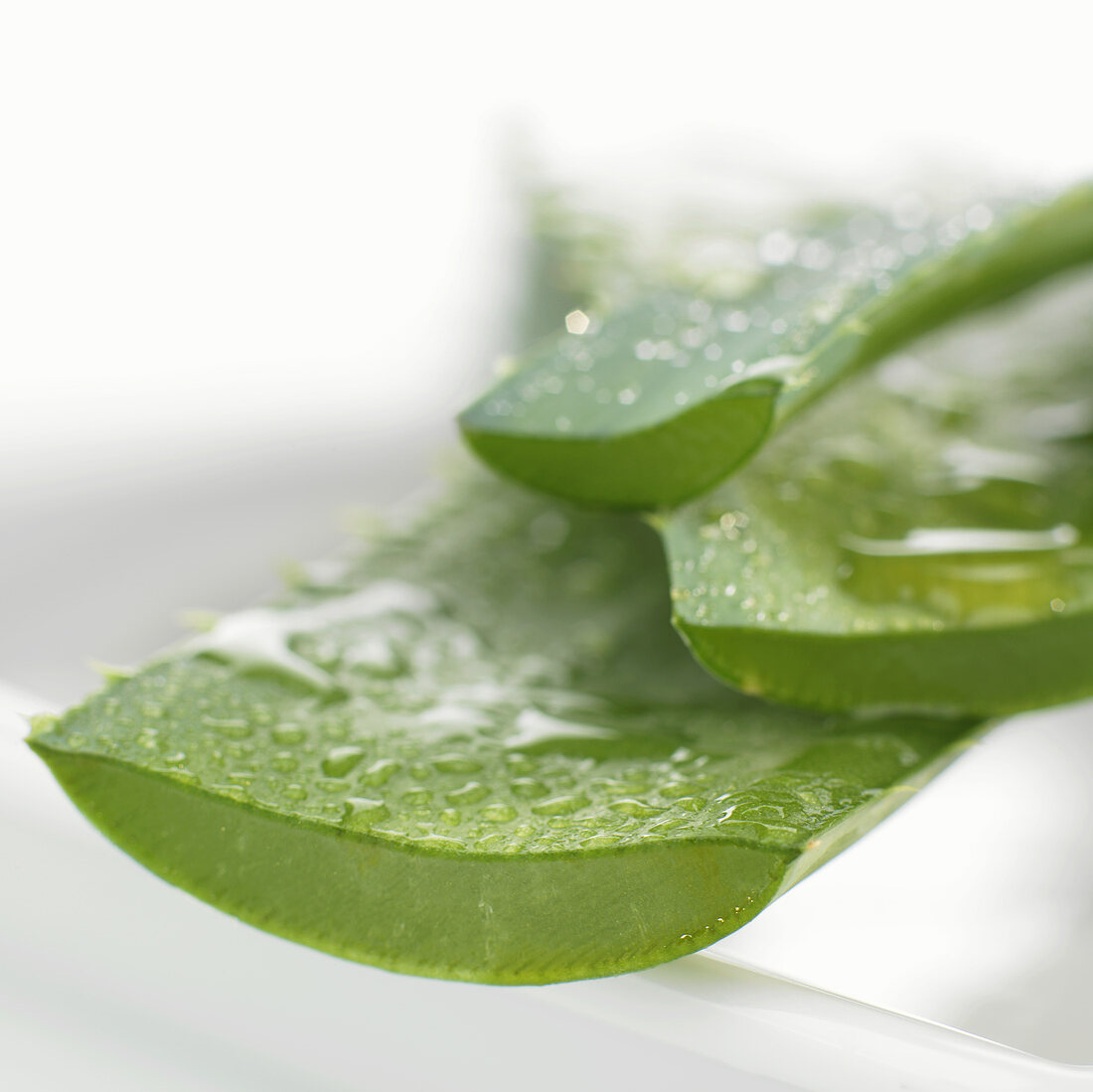 Aloe vera leaves, showing cut surfaces