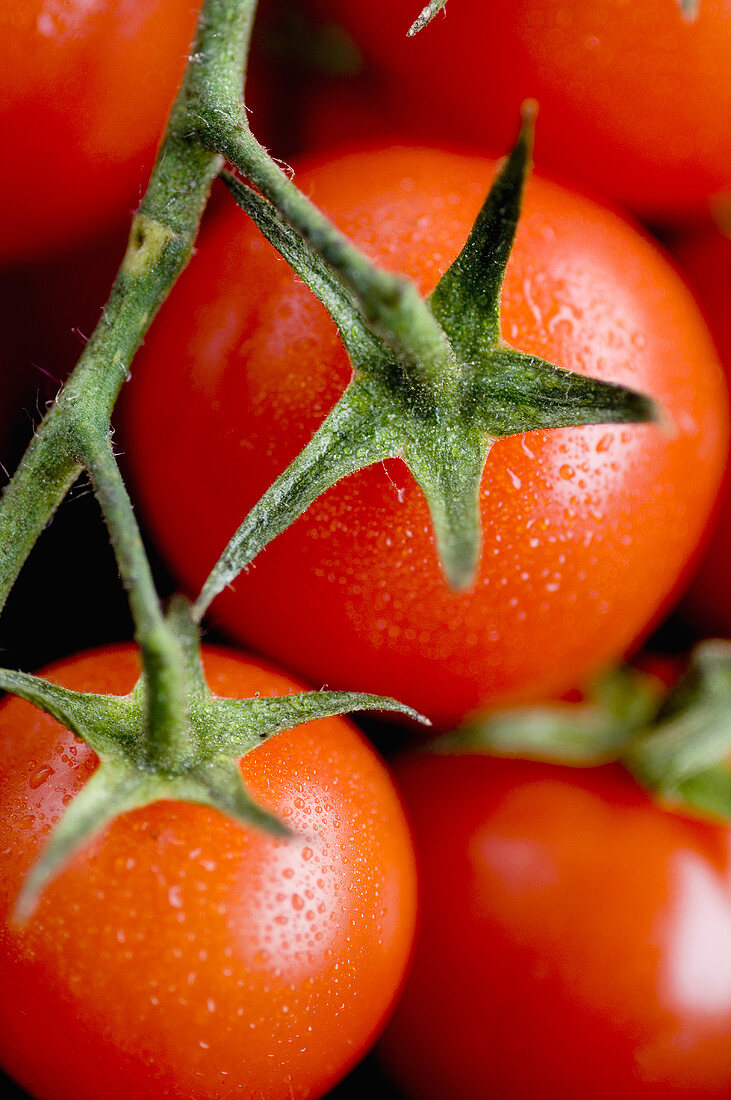 Strauchtomaten (Nahaufnahme)