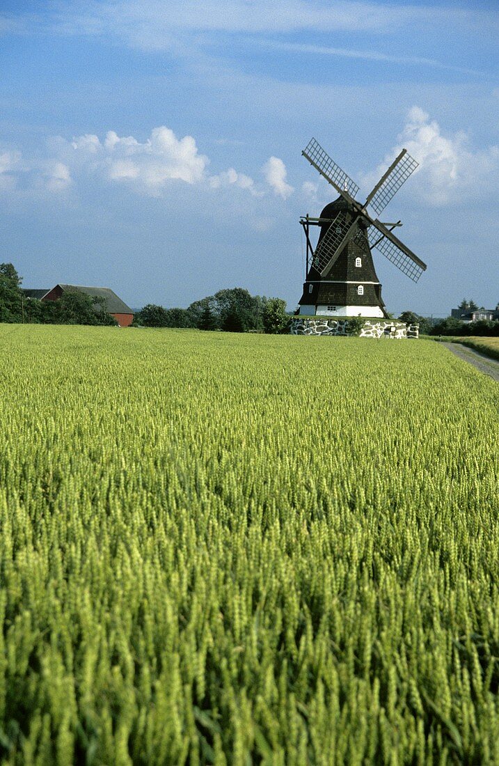 Wheat field with windmill in background
