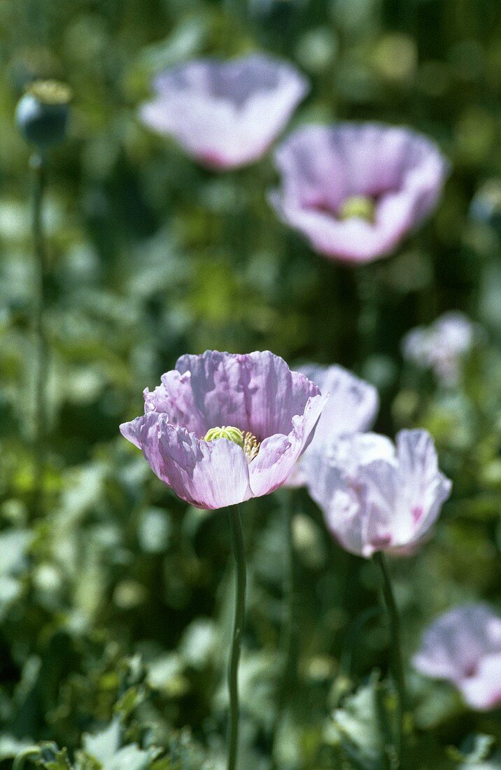 Schlafmohn auf dem Feld