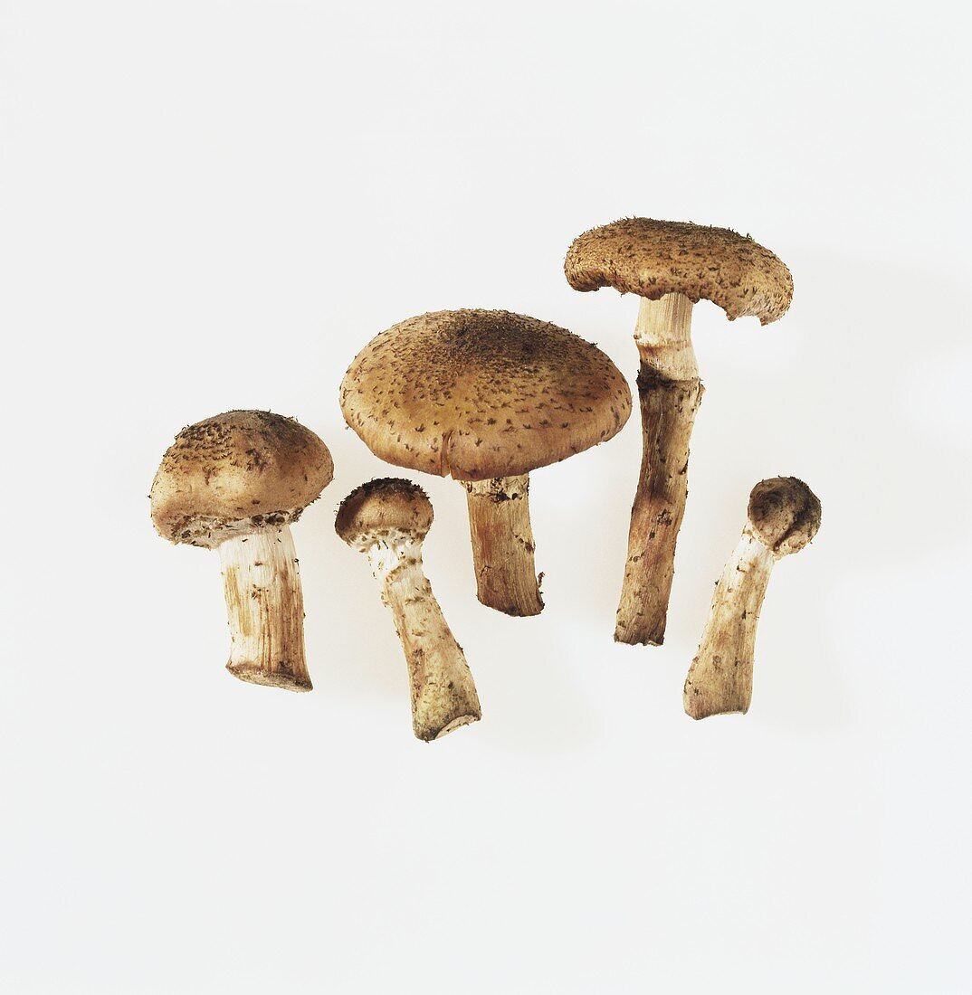 King Stropharia mushrooms on light background
