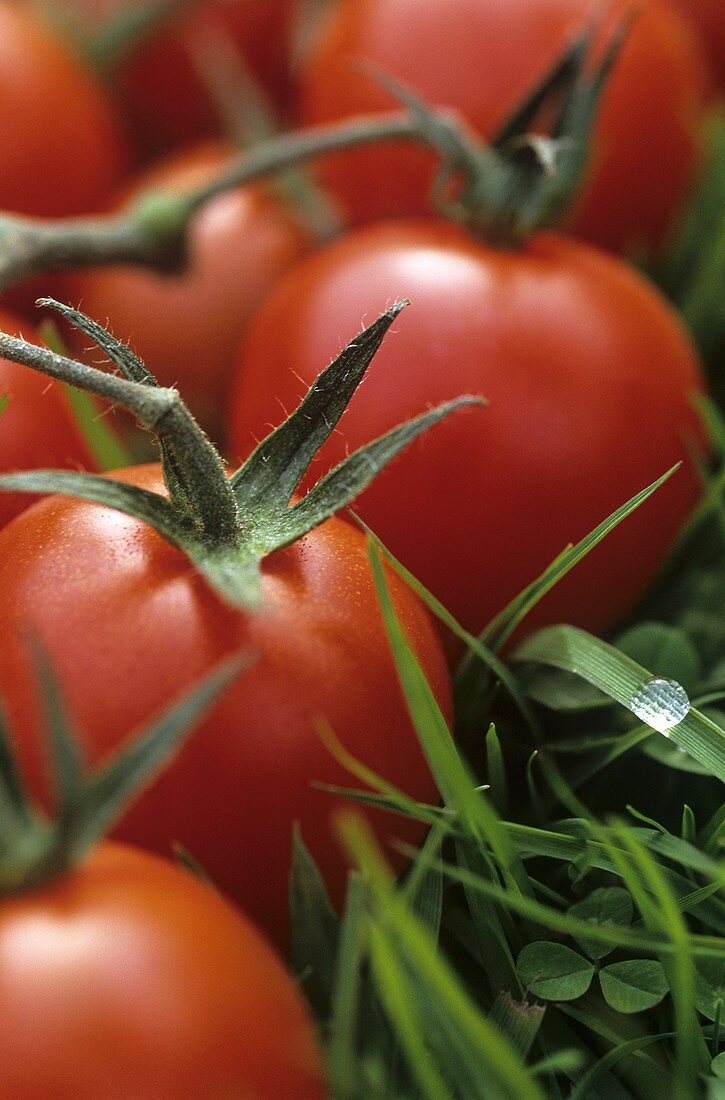 Tomatoes on grass