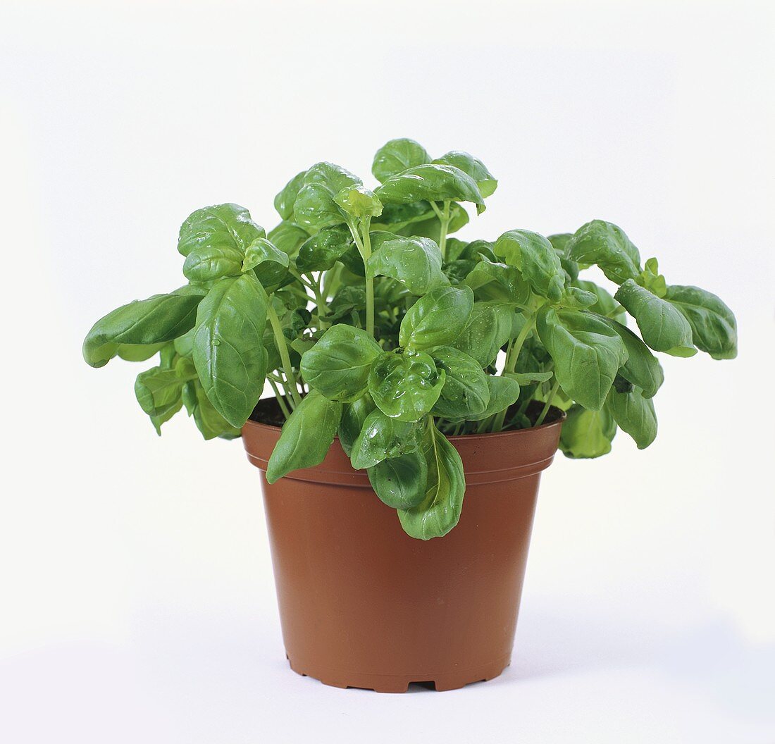 Basil in a Clay Pot