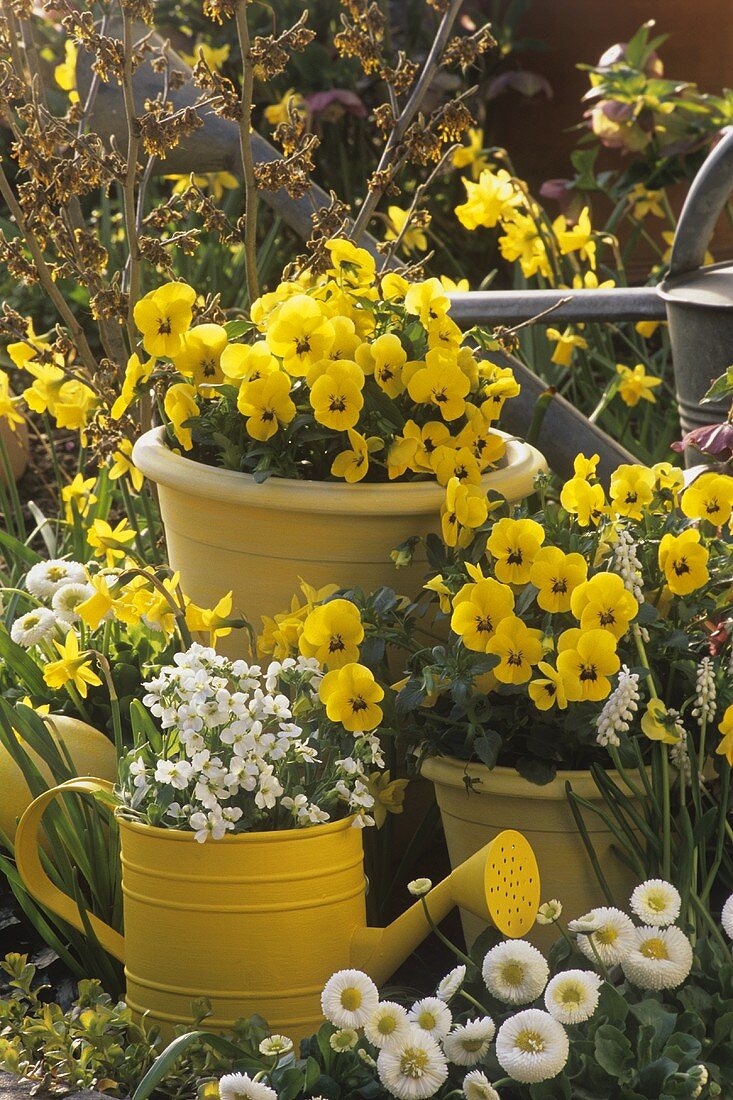 Gelbe Violas und weiße Bellis im Garten