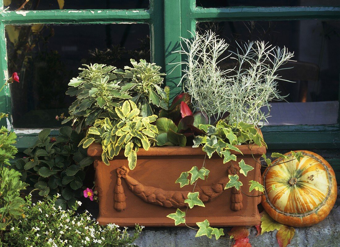 Chrysanthemum, ivy, bergenia, sage & curry plant in a planter