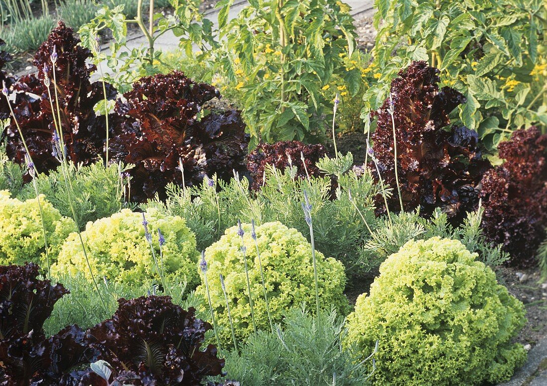 Verschiedene Salate im Garten (Green salad bowl, Lollo rosso)