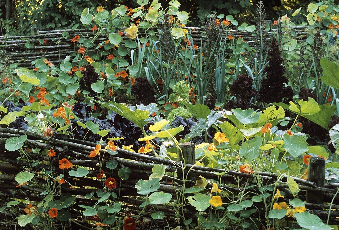 Kapuzinerkresse rankt am Gartenzaun