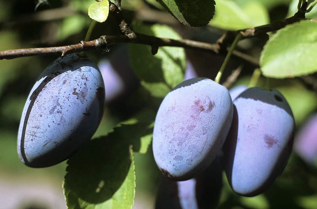 Damsons on the tree (Alsace, France)