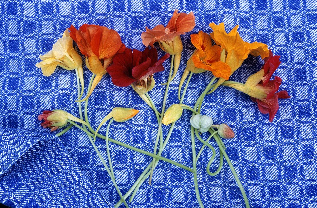 Nasturtium flowers on a kitchen towel