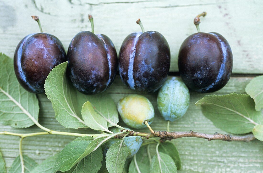 Ripe damsons and green damsons on branch