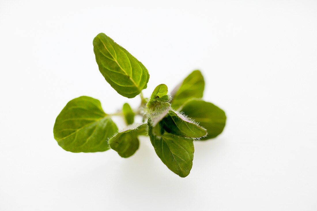 Ein Zweig Oregano (wilder Majoran, Origanum vulgare)