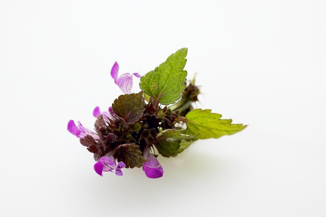 Sprig of flowering dead-nettle (Spotted dead-nettle)