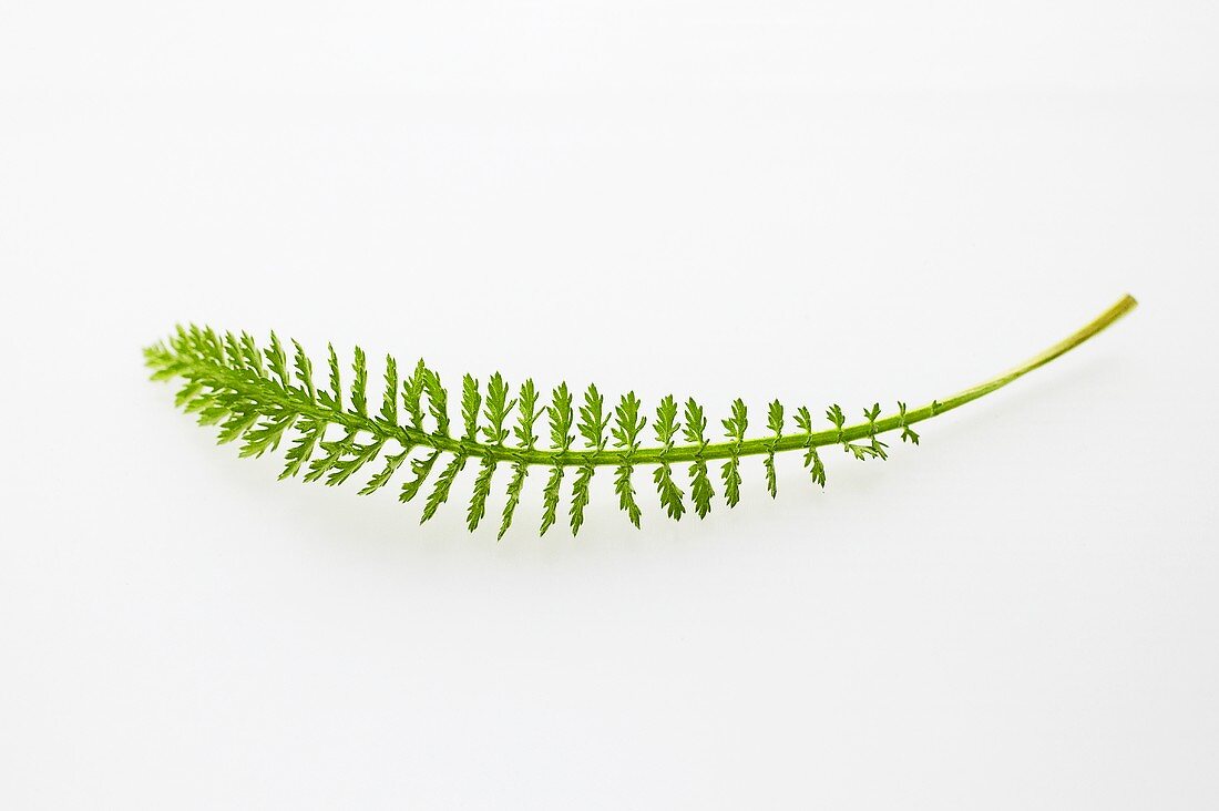 A yarrow leaf