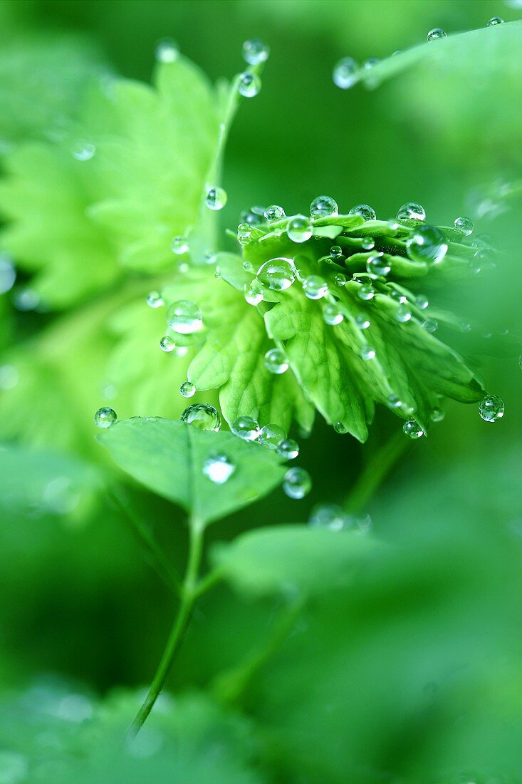 Salad burnet with drops of water