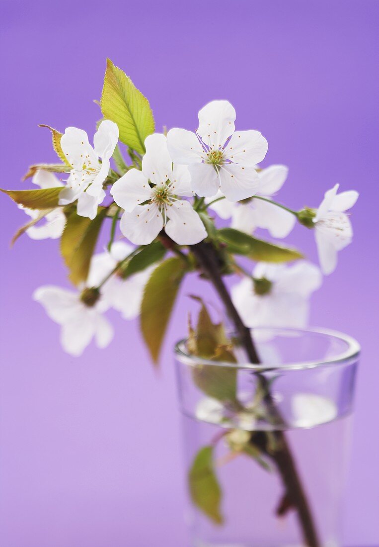 Blühender Kirschzweig in einem Wasserglas