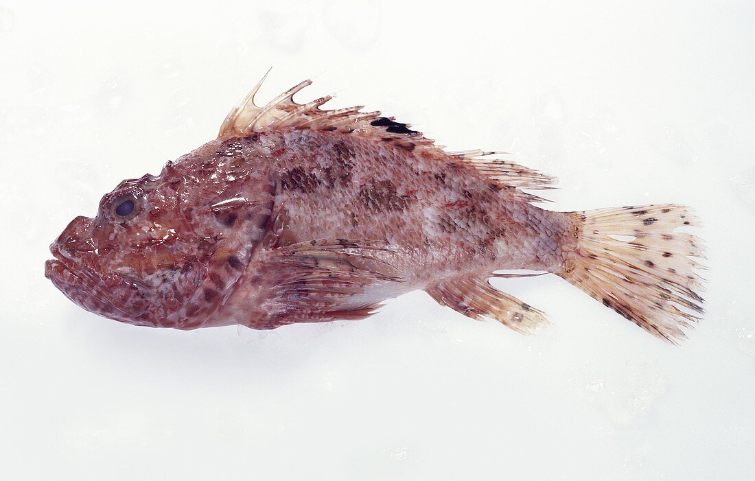Red scorpionfish (Scorpaena scrofa)