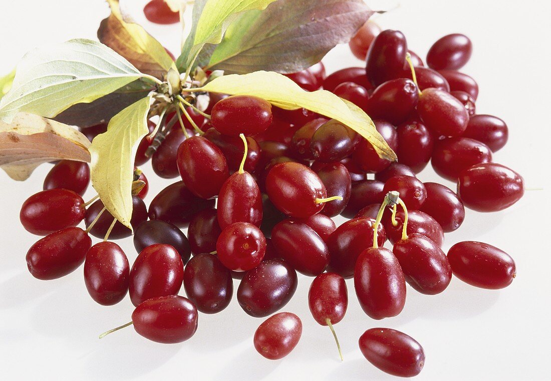 Cornelian cherries, variety ‘Hartriegel’