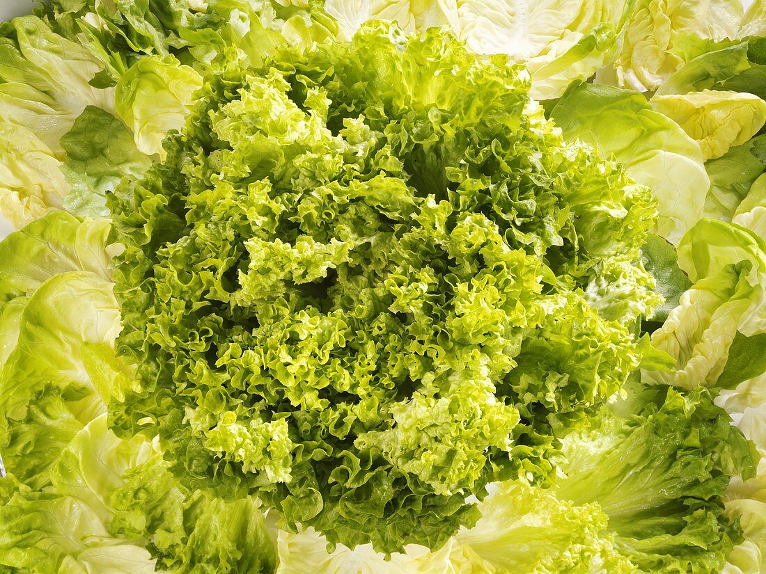 Assorted Lettuce