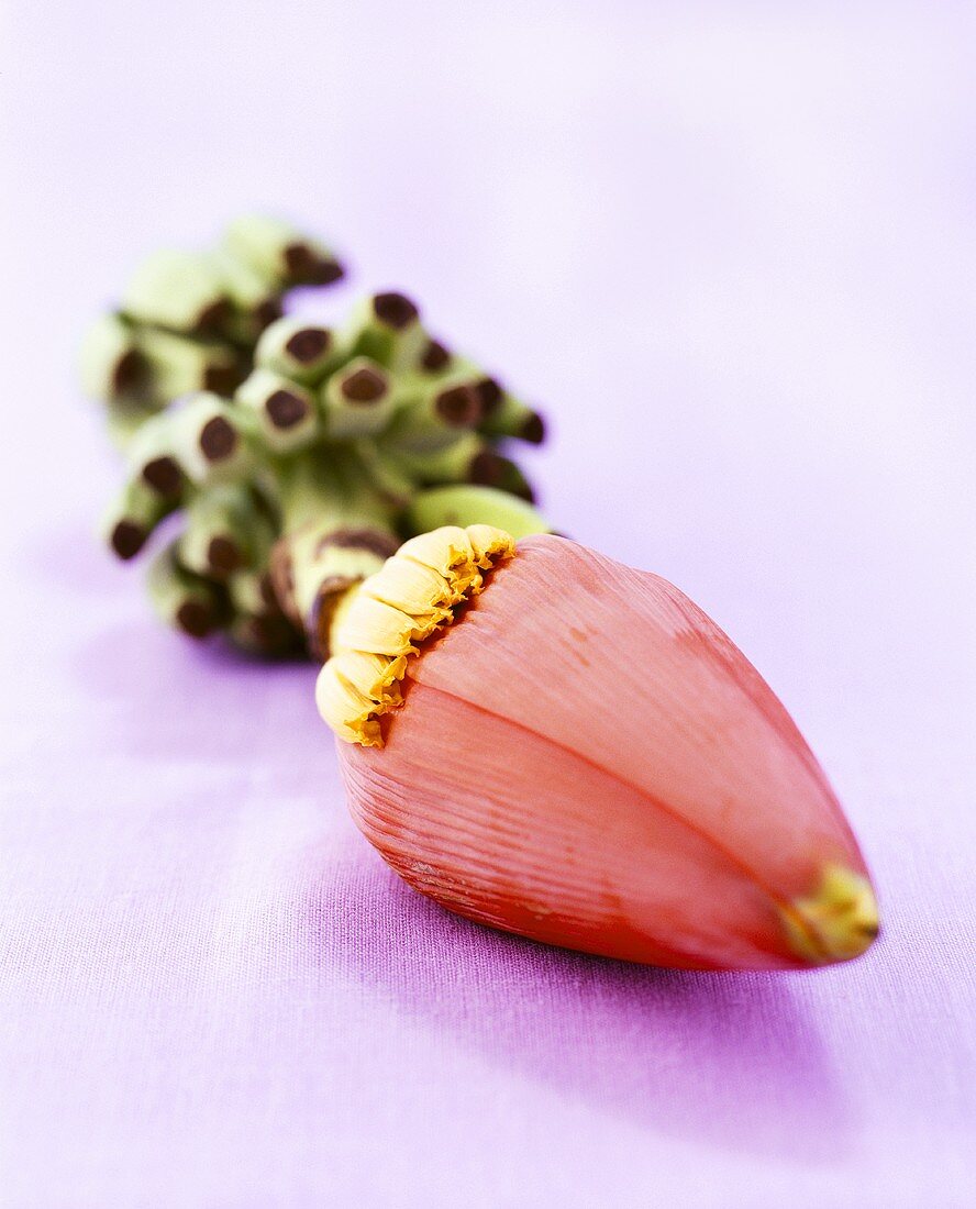 A banana flower on purple background