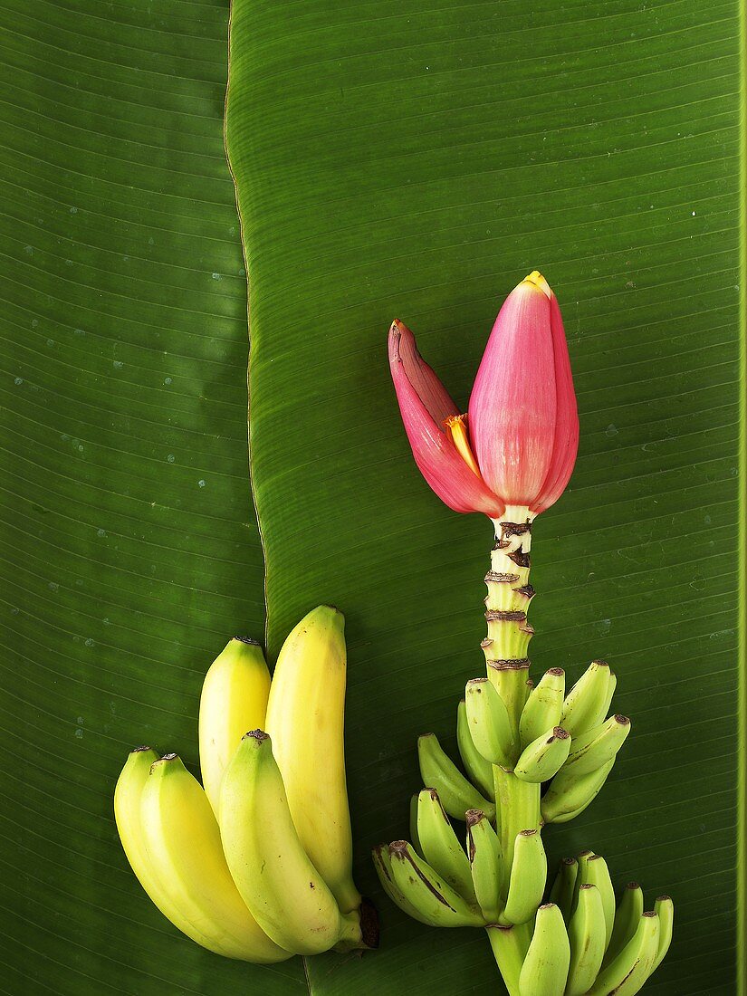 Bananen und Bananenstaude mit Blüte auf Bananenblatt