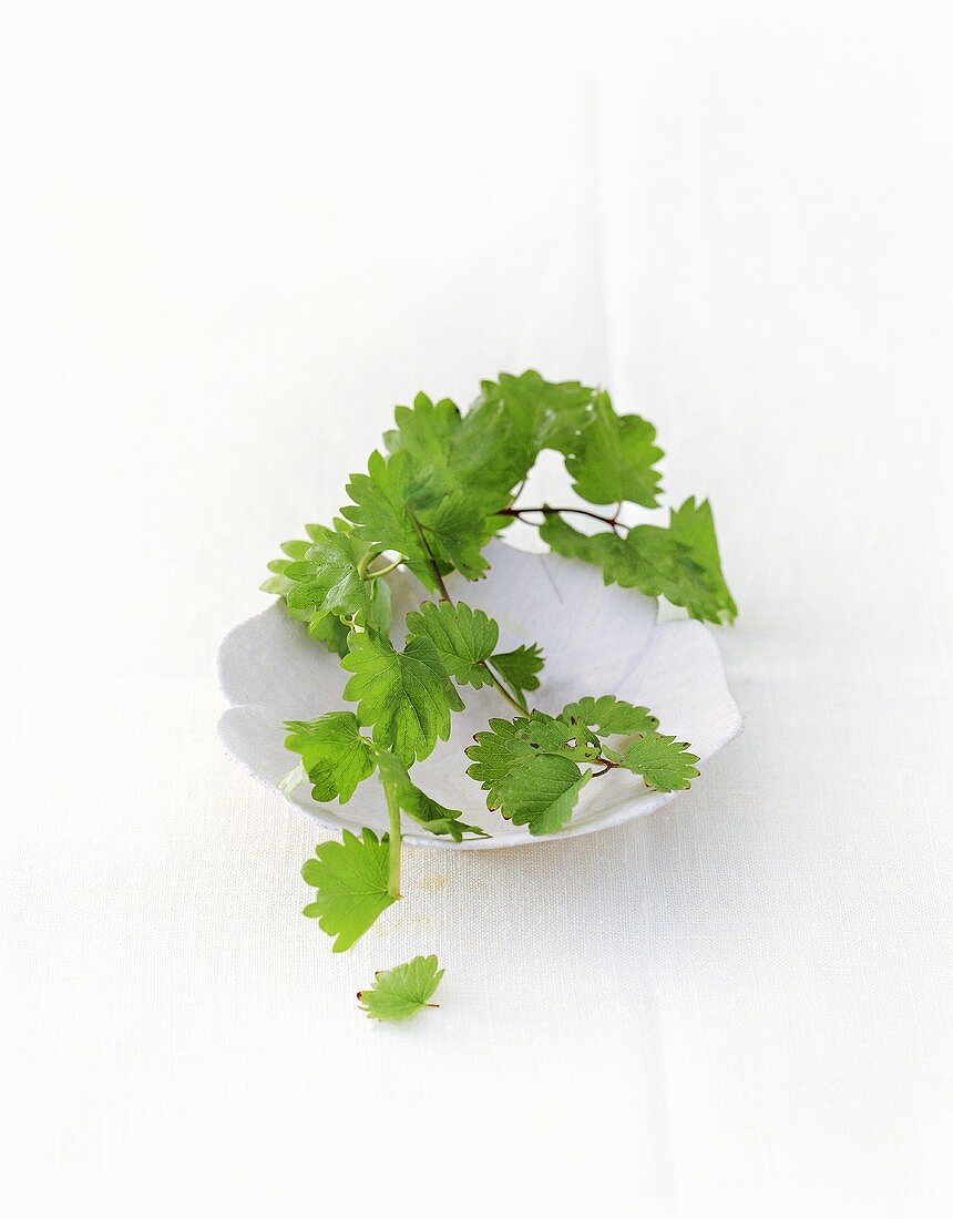 Fresh salad burnet on a small bowl