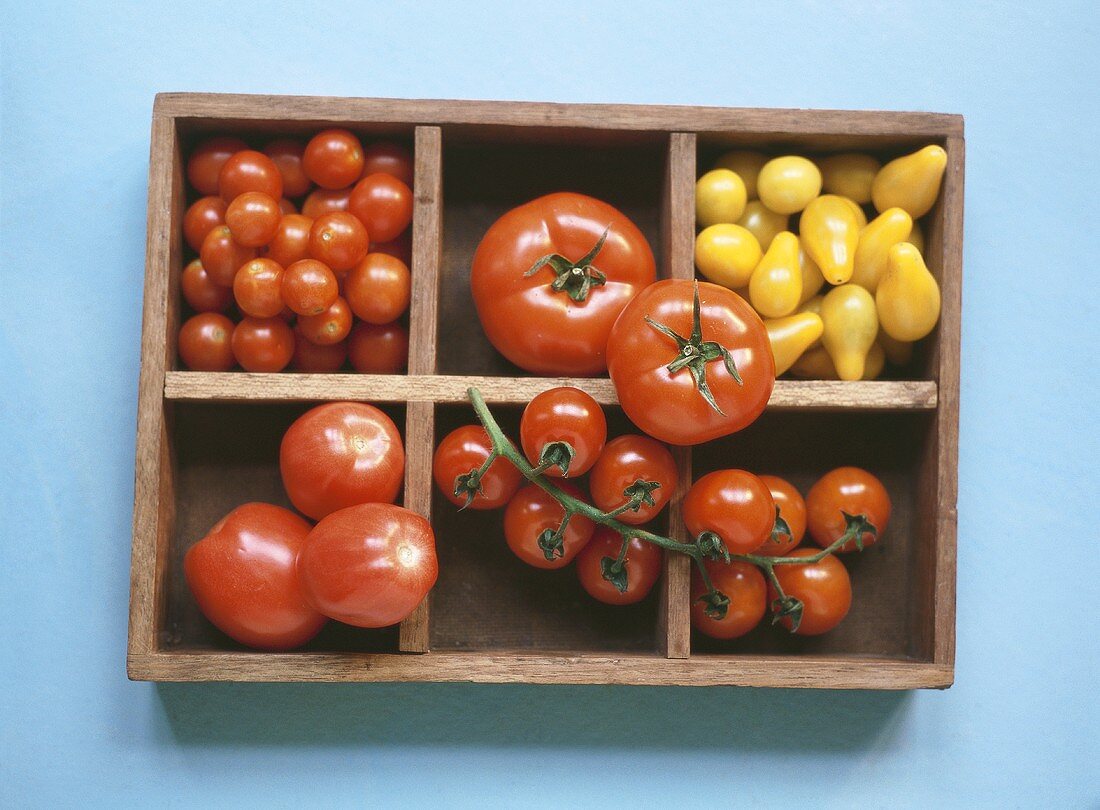 Verschiedene Tomatensorten im Setzkasten