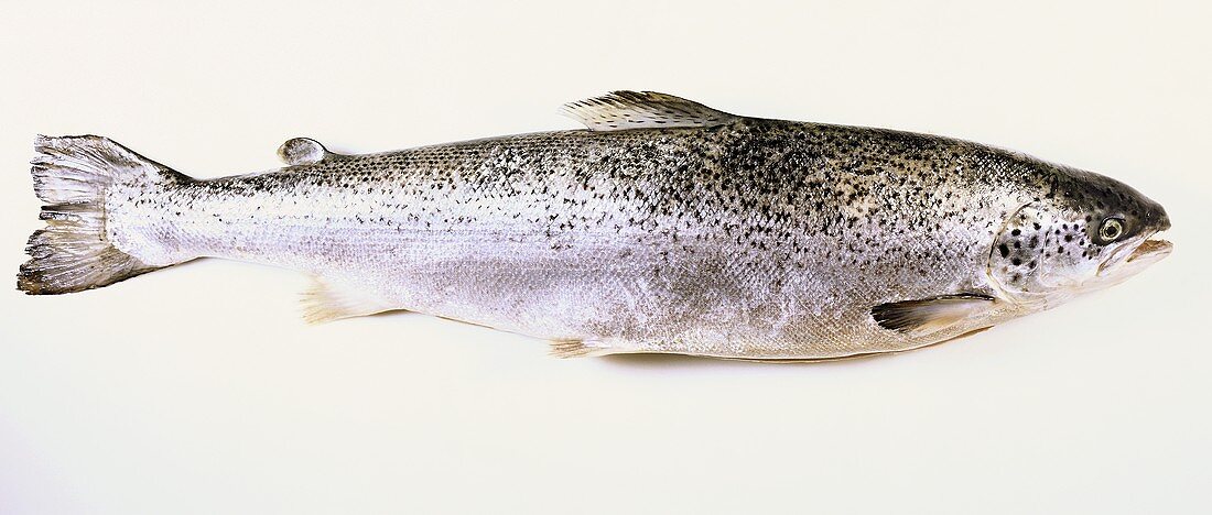 A salmon