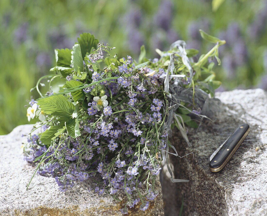 Bunch of forget-me-nots & wild strawberry on stones