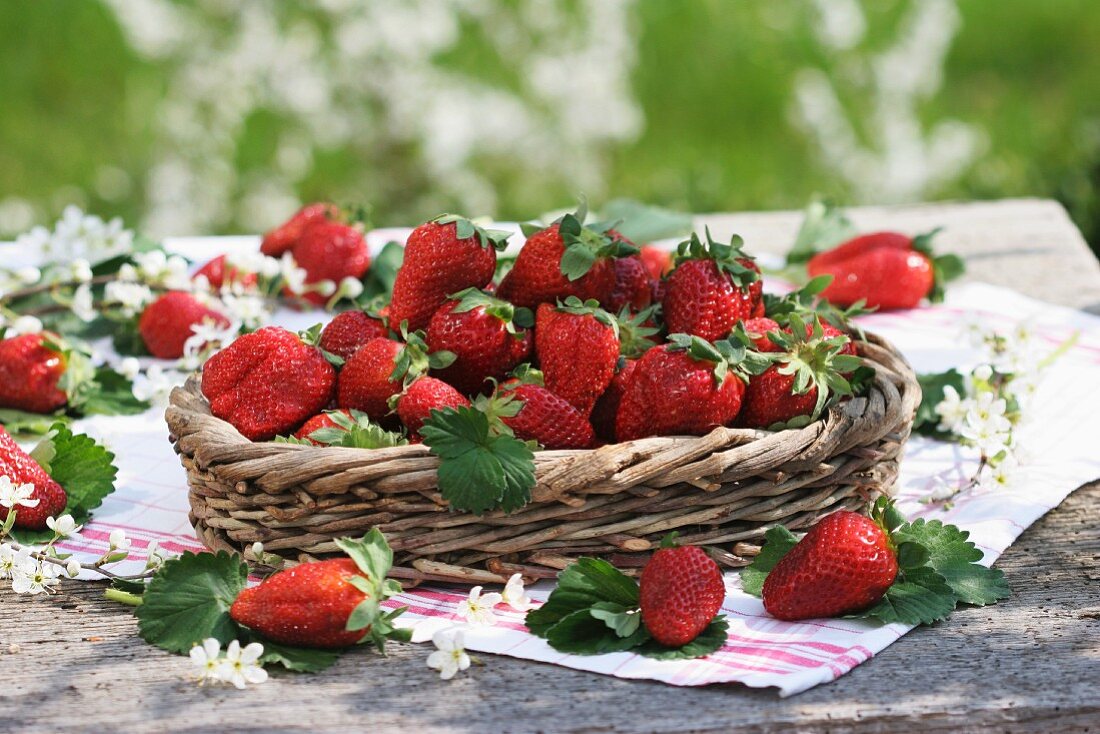 Frische Erdbeeren im Körbchen umgeben von Schlehenblüten