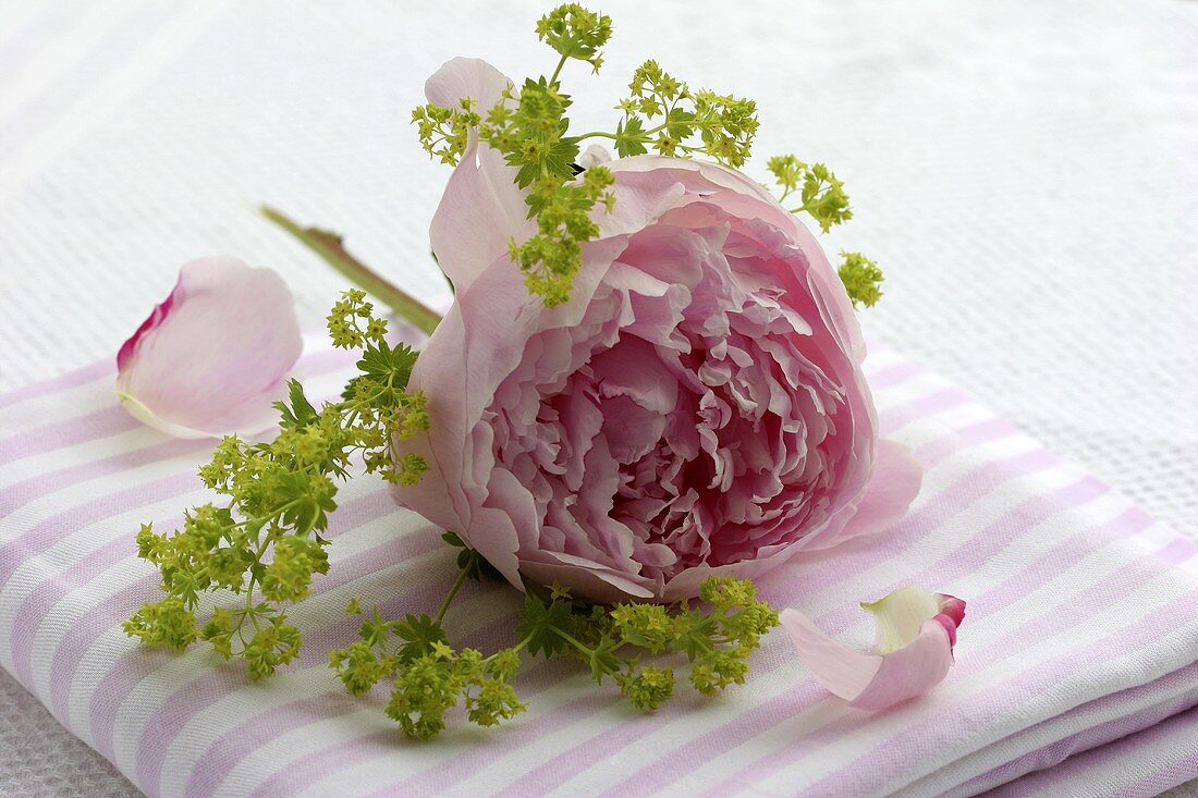 A peony with lady’s mantle