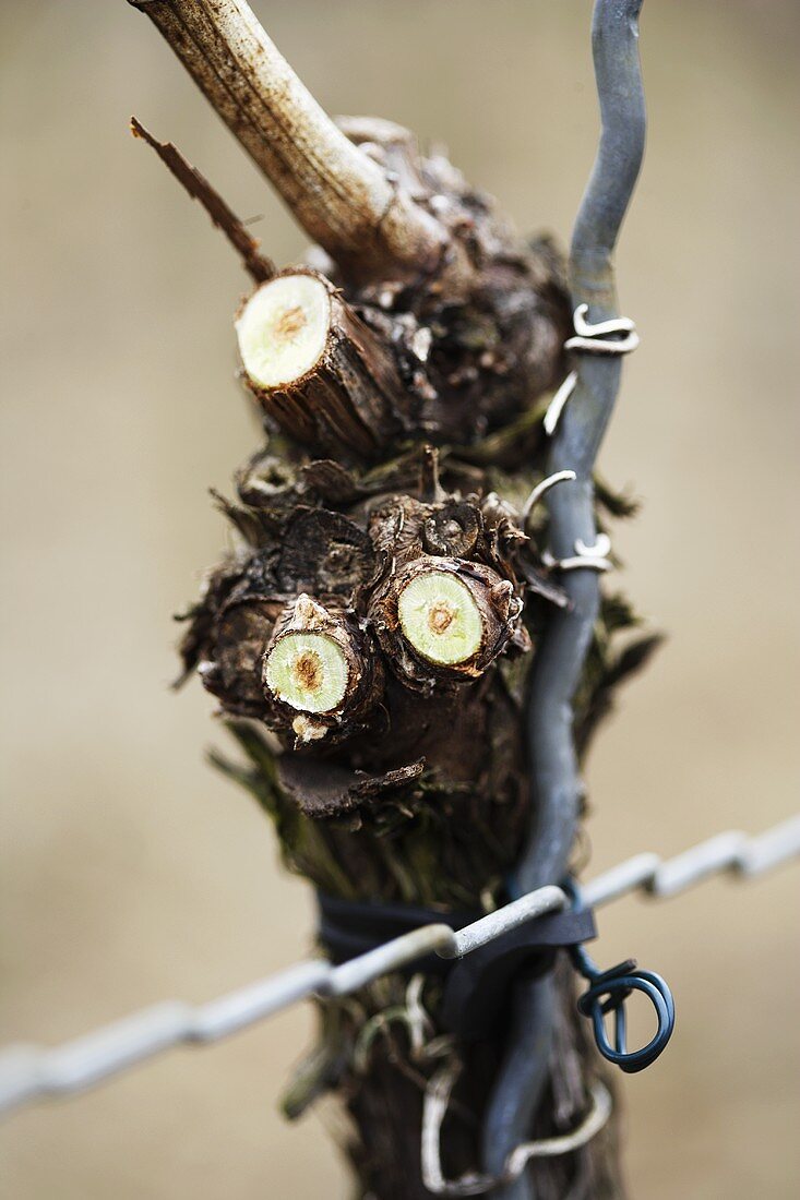 Pruned vine