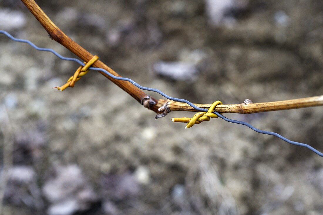 A tied-in vine branch