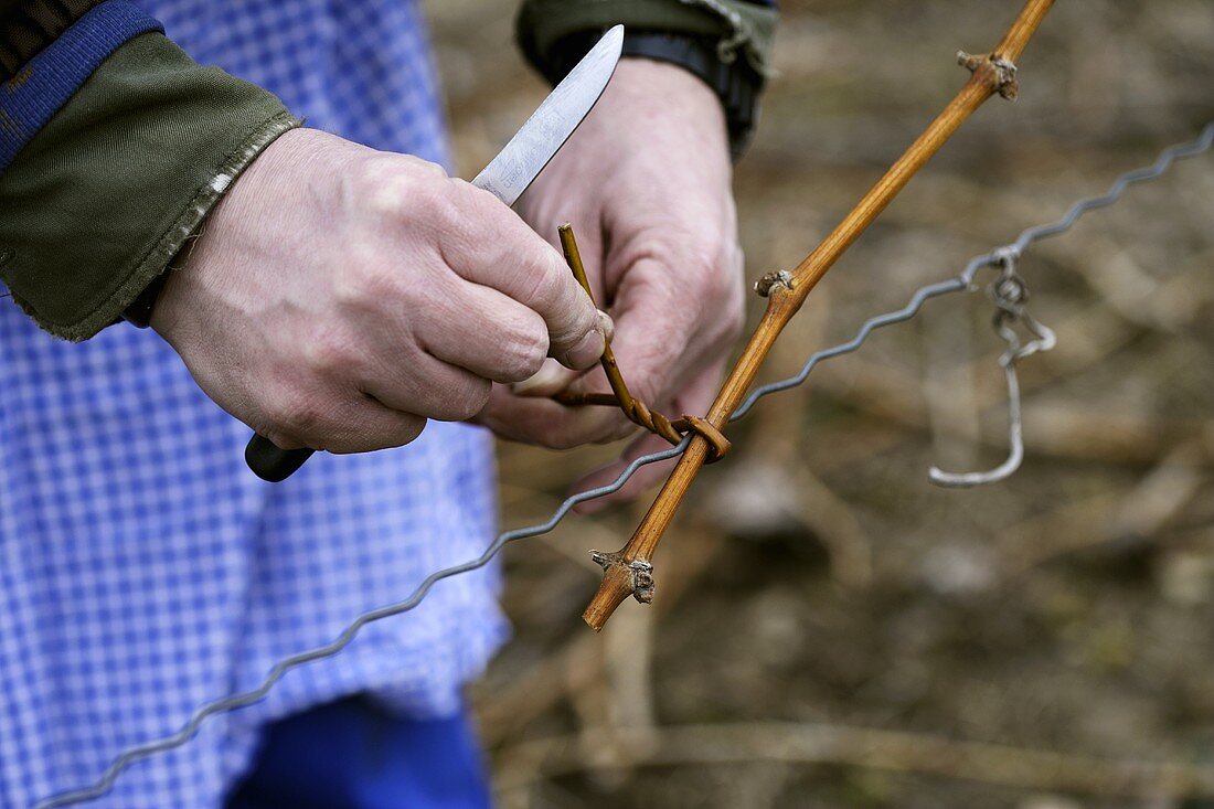 Tying in vine branches