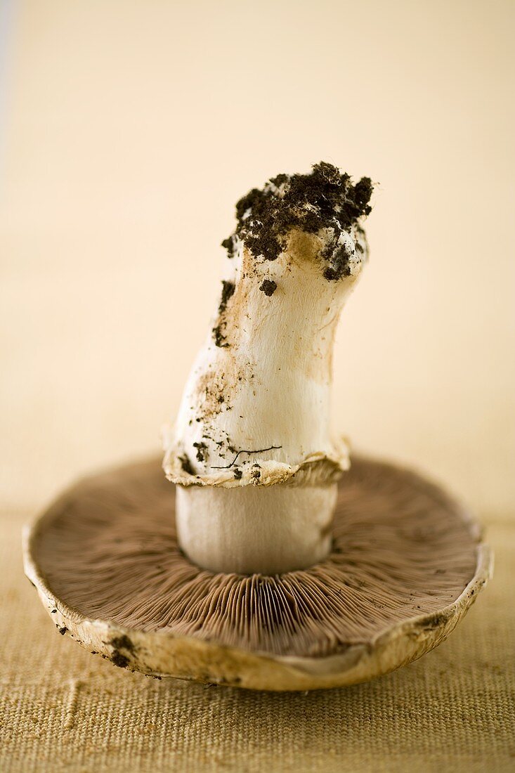 A field mushroom