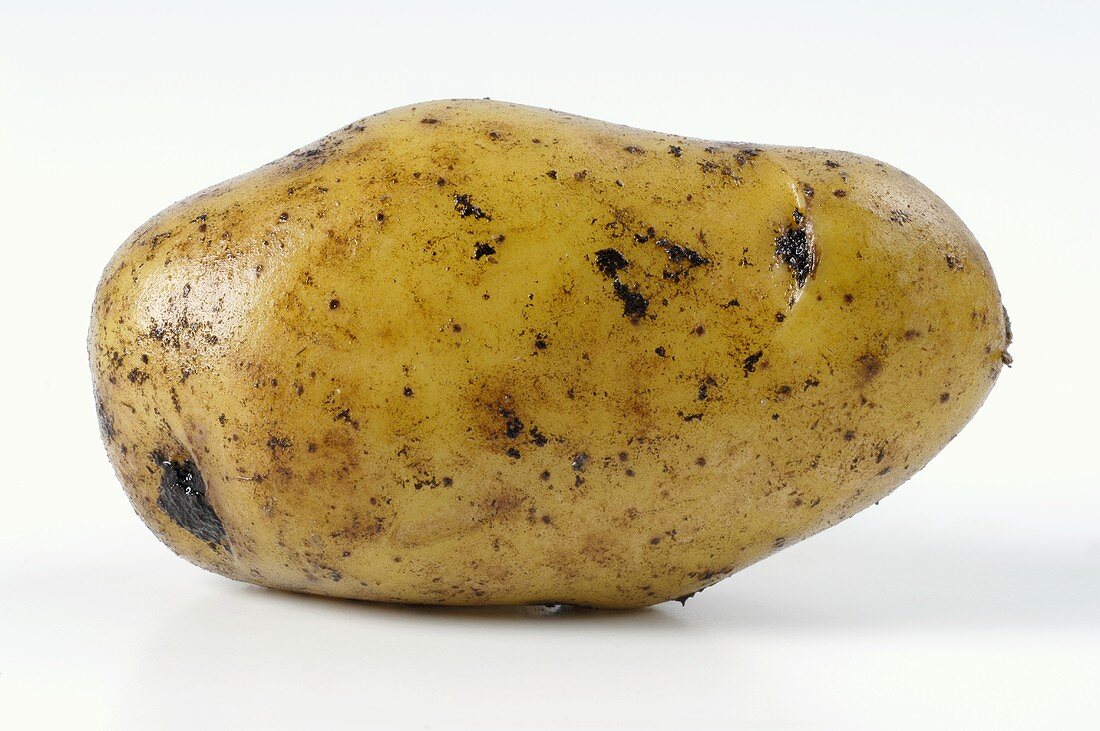 A potato, variety 'Siglinde'