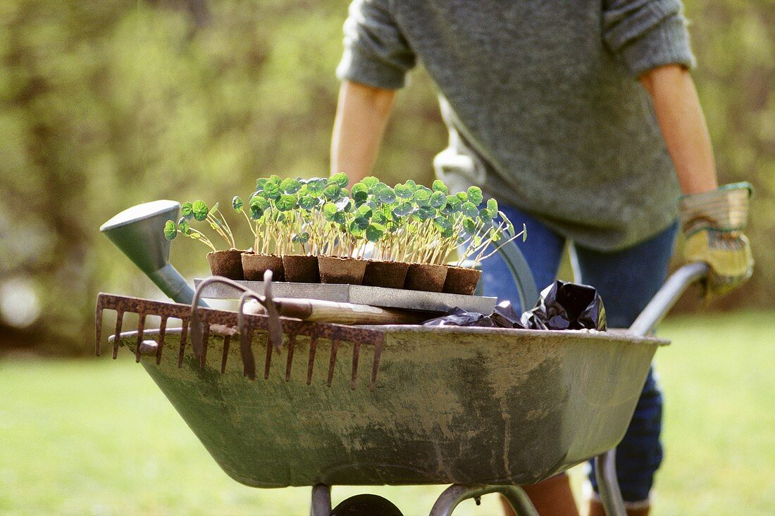 Gardener pushing wheelbarrow with nasturtiums and tools