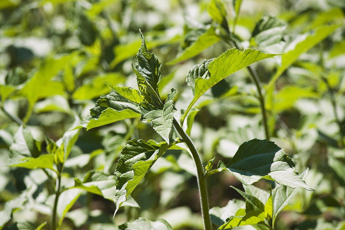 Jerusalem artichoke plants in the field