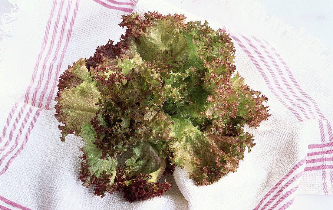 A Lollo Rosso lettuce on striped tea towel