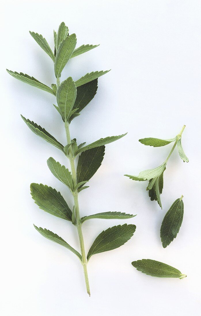 Stevia on white background