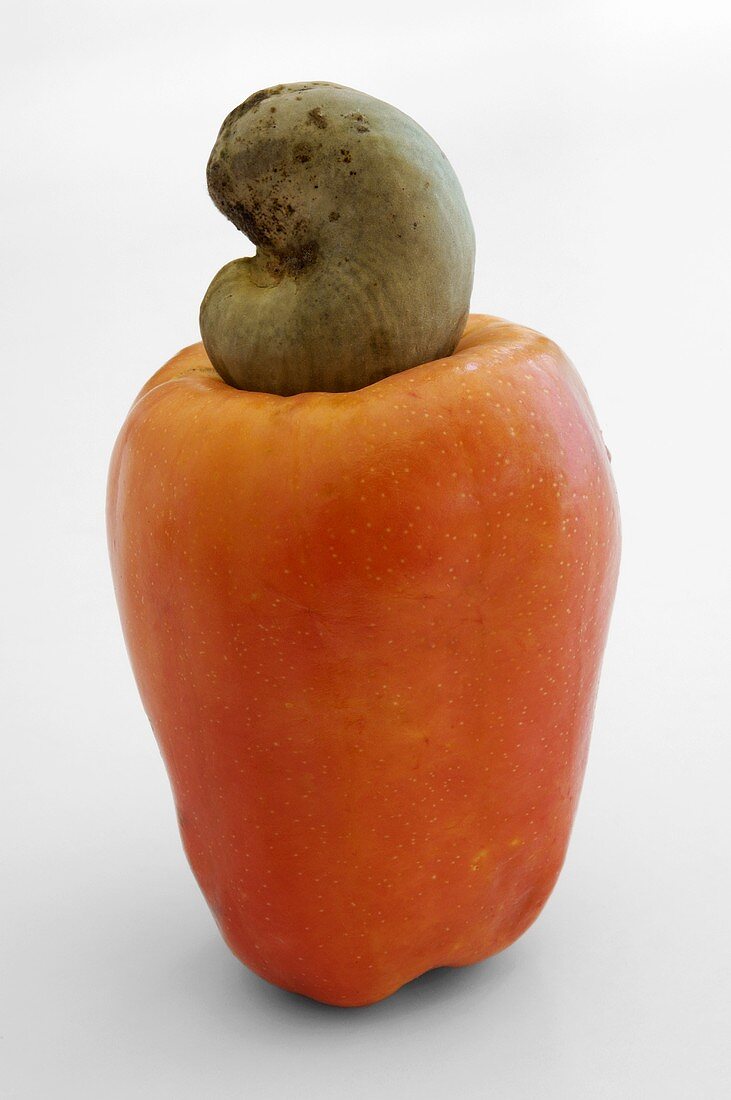A cashew apple with drupe
