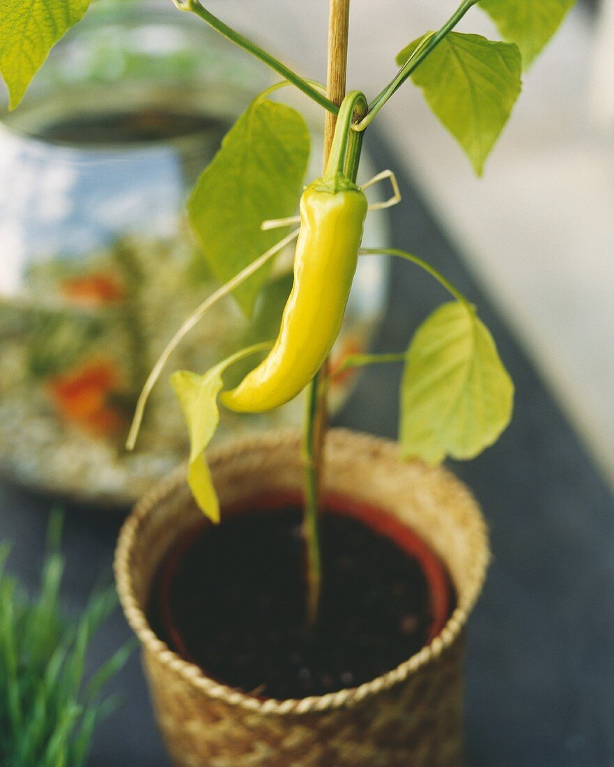Eine Chilischote an der Pflanze