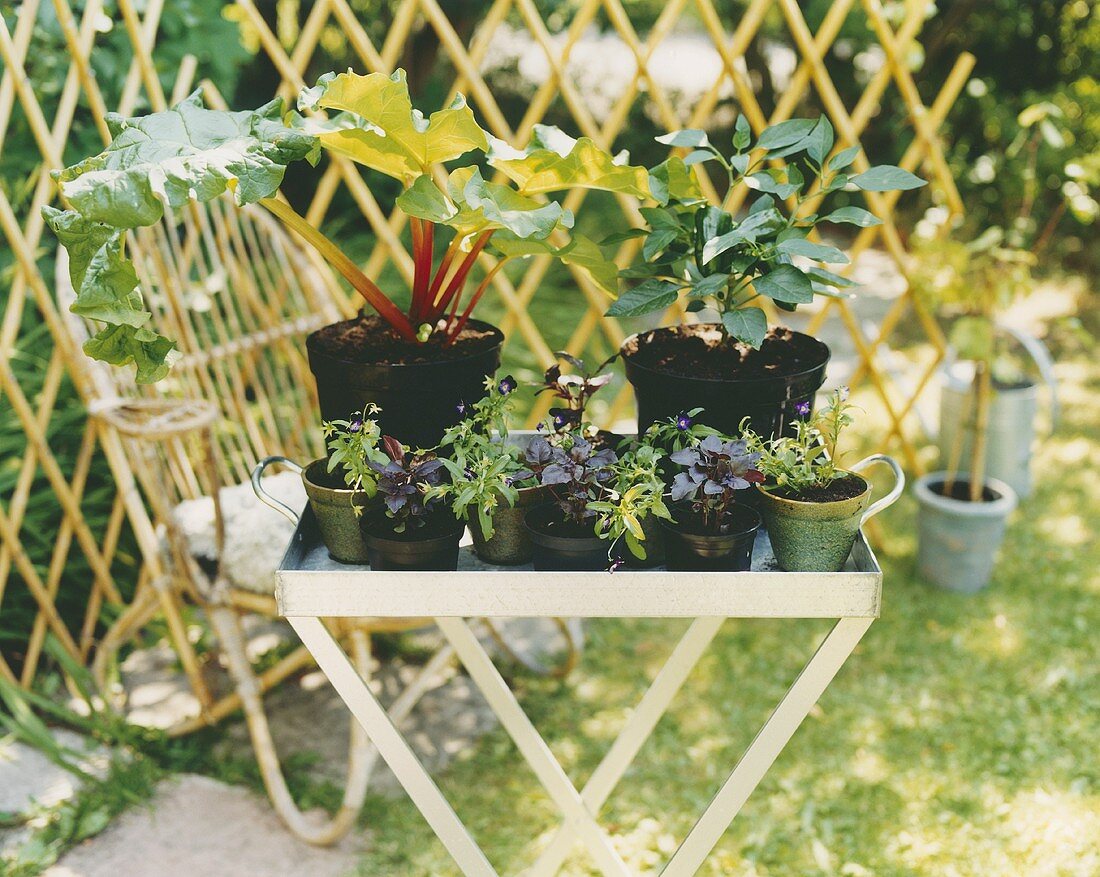 Herbs, flowers and rhubarb in pots