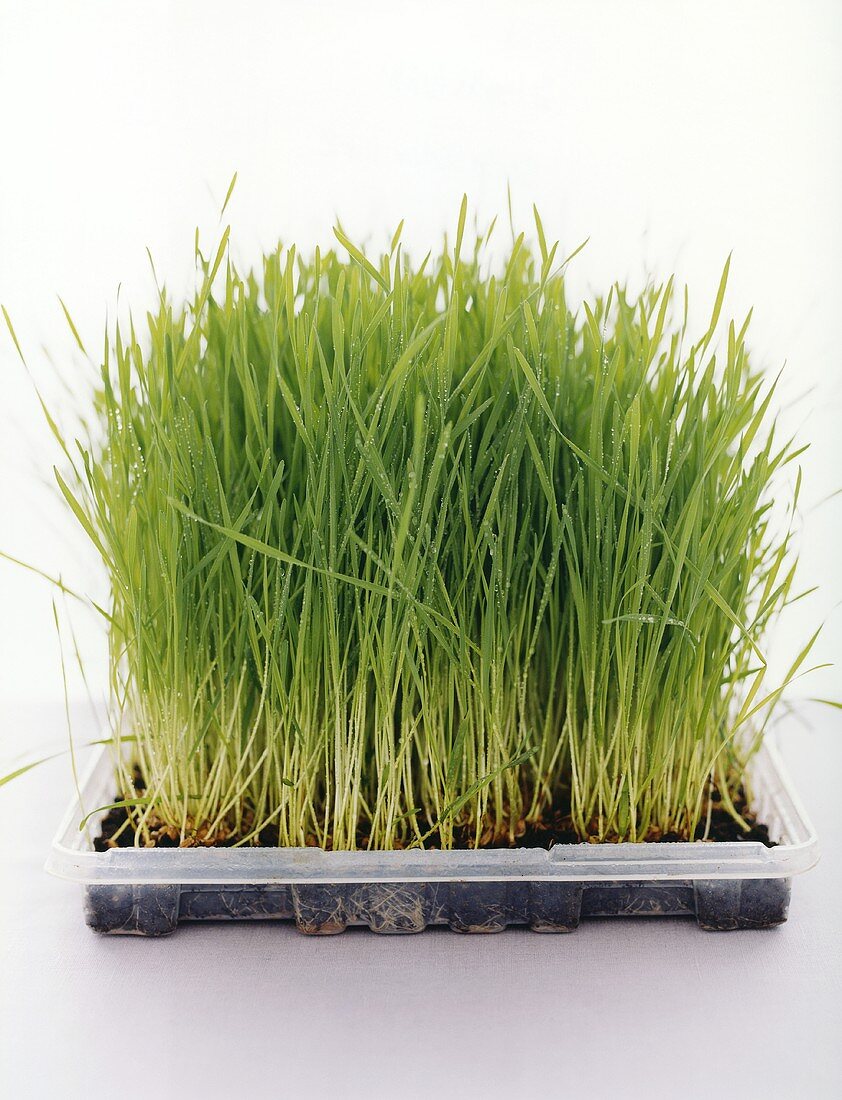 Wheat grass (young wheat plants)