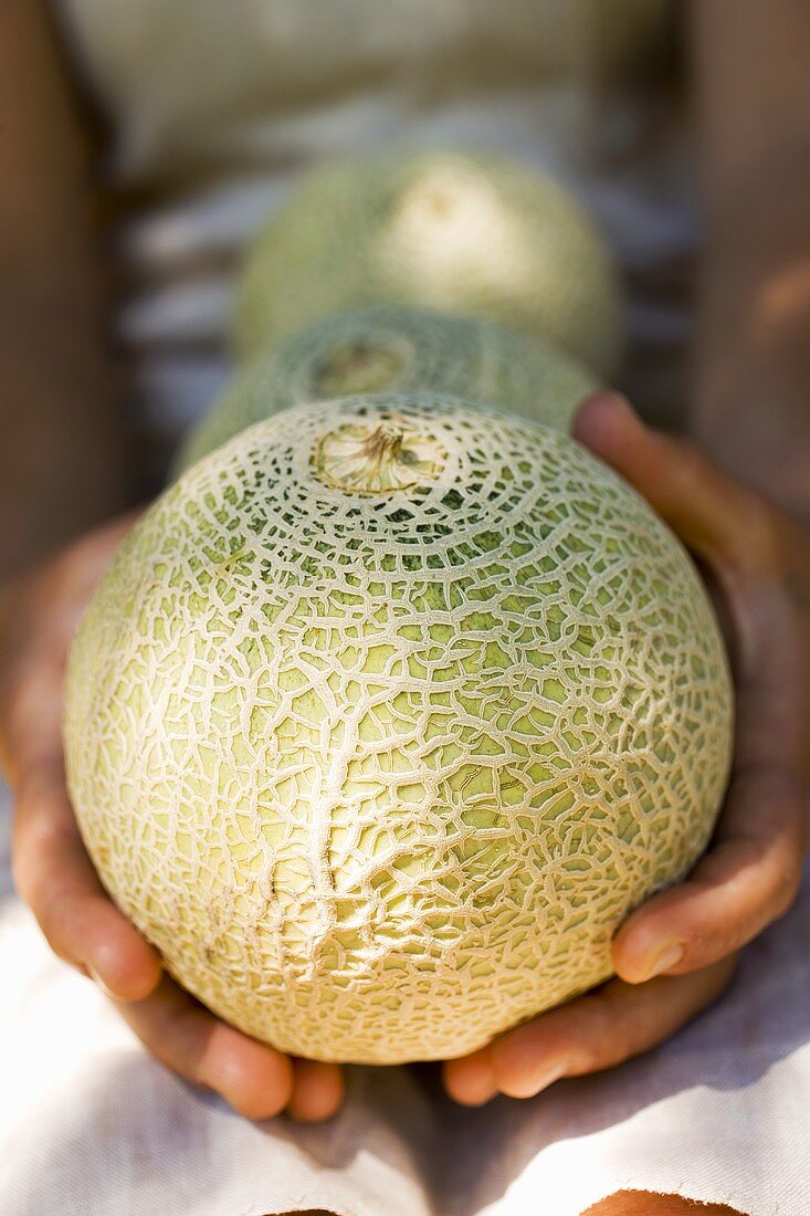 Zwei Hände halten drei Netzmelonen